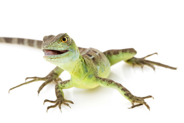 Green Basilisks