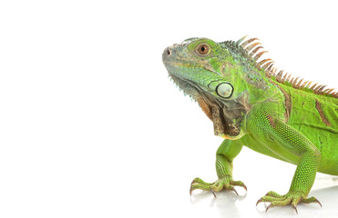 Naklejka premium Green Iguana