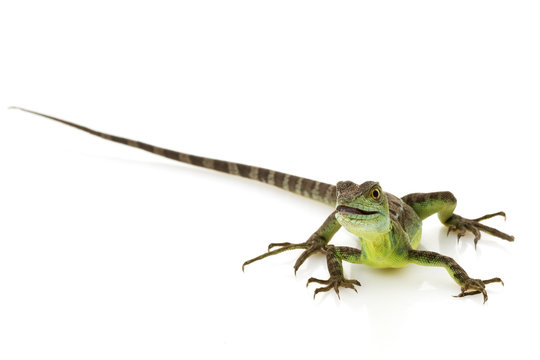 Green basilisks