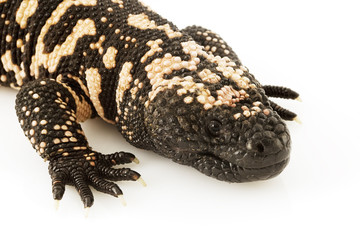 Gila Monster (Heloderma suspectum)