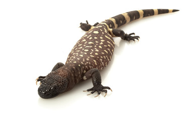 Mexican Beaded Lizard