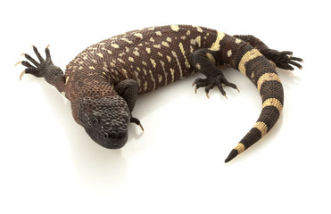 Mexican Beaded Lizard