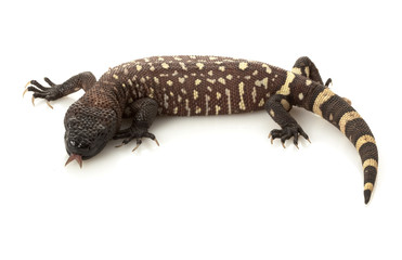 Naklejka premium Mexican Beaded Lizard