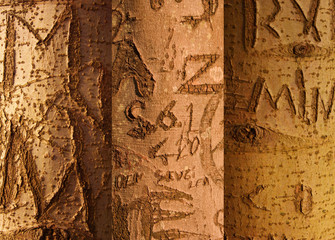 bark details