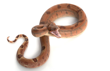 Hypo Central American Boa