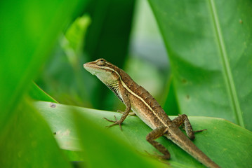 Anolis auratus (polychrotidae, sauria)