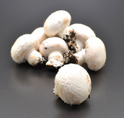 funghi champignon