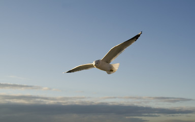 Freedom over the sky