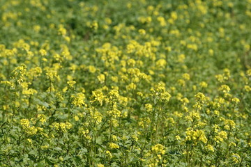 Canola field.