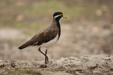 Banded Lapwing - Australian Bird