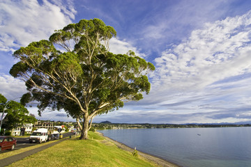 Baum am See Taupo Neuseeland