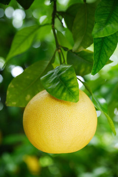 Grapefruit On A Tree