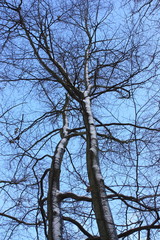 Baum