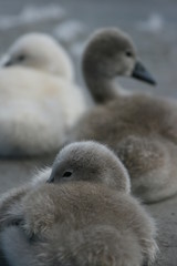 Young swans.