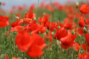Red poppy field.