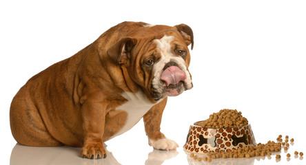 english bulldog licking lips sitting in front of bowl of food