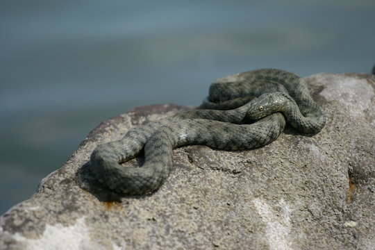 Sunbathing Grass Snake