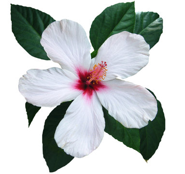 Hibiscus blanc, sur fond blanc