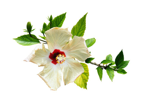 Hibiscus blanc et feuillage, sur fond blanc