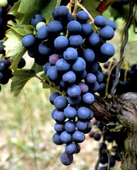 Weintrauben, Tinta barroca