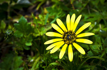 Gelbe Blume