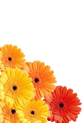 colorful gerber flowers background isolated
