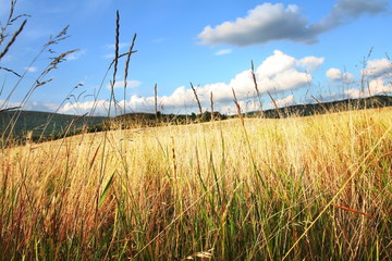 Grassland