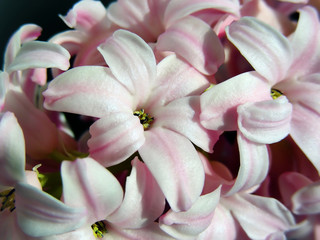 Fototapeta na wymiar Pink Hyacinth