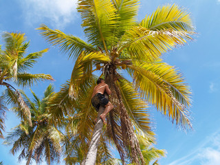 karibische Palme