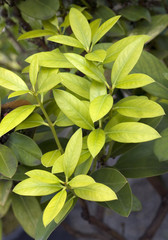 Wachsbaum, Acokanthera oblongifolia