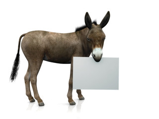 Donkey holding sign