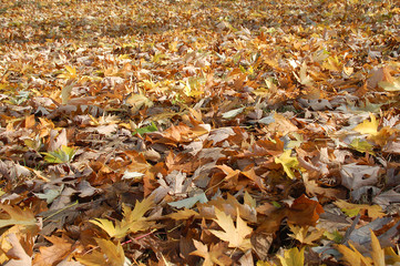 autunno