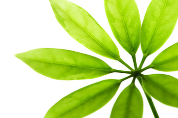 Fototapeta premium Fresh green leaves isolated on white background