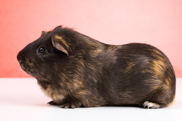 Fototapeta premium Black guinea pig