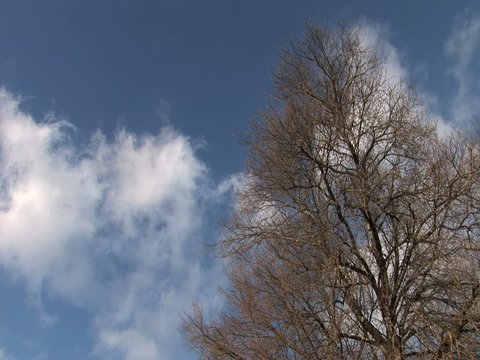 ciel et arbre