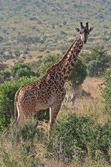Giraffe Kenia, wildife