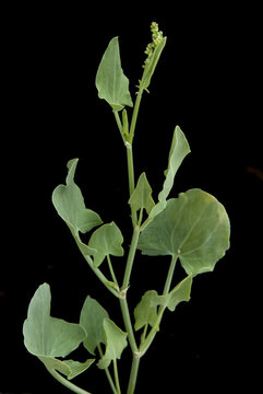 Roemischer Ampfer