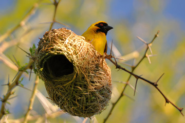 spotted-back weaver on its nest
