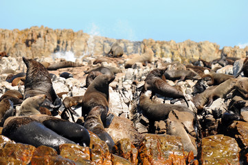 colony of seals