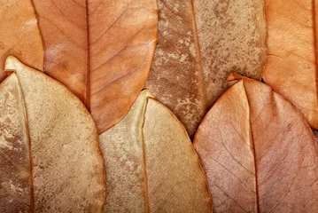 Foto auf Acrylglas Magnolie The texture of leaves
