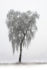 Obraz premium lonely birch