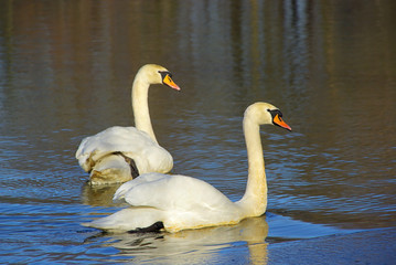 Schwan - Swan 10