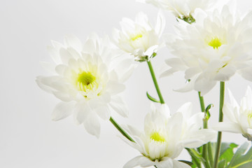 Chrysanthemum