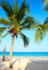 Obraz na płótnie Canvas Palm trees on the beach
