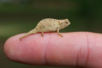 Mini Chamäleon