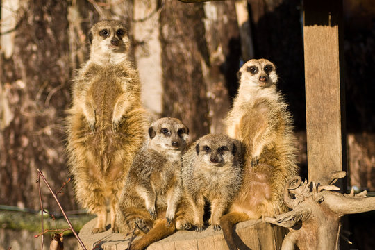 4 Erdm&auml;nnchen