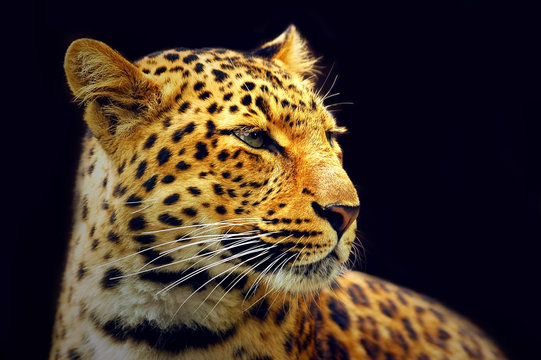 Leopard © Andrii IURLOV