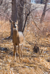Deer