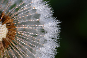 soffione © massimo maghenzani