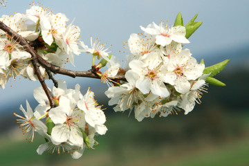 Apple blossom